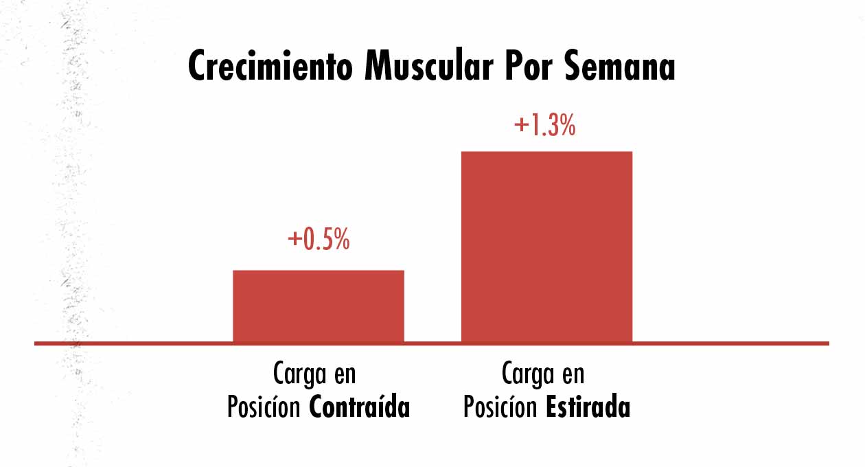 Gráfico mostrando la diferencia en crecimiento muscular al entrenar a los músculos en una posición contraída y estirada.