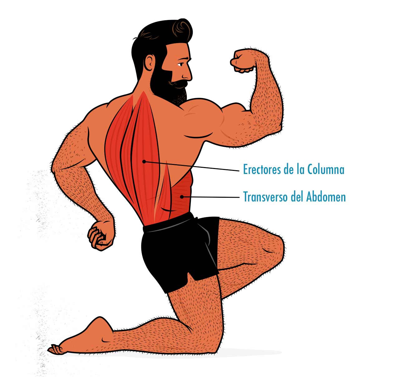 Diagrama que muestra que el peso muerto también trabaja a los erectores de la columna y al músculo transverso del abdomen.