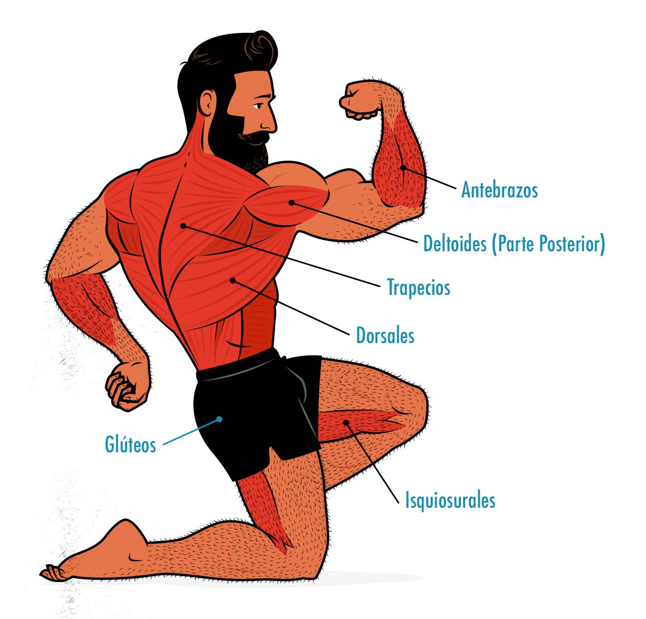 Diagrama de los músculos trabajados `por el peso muerto.