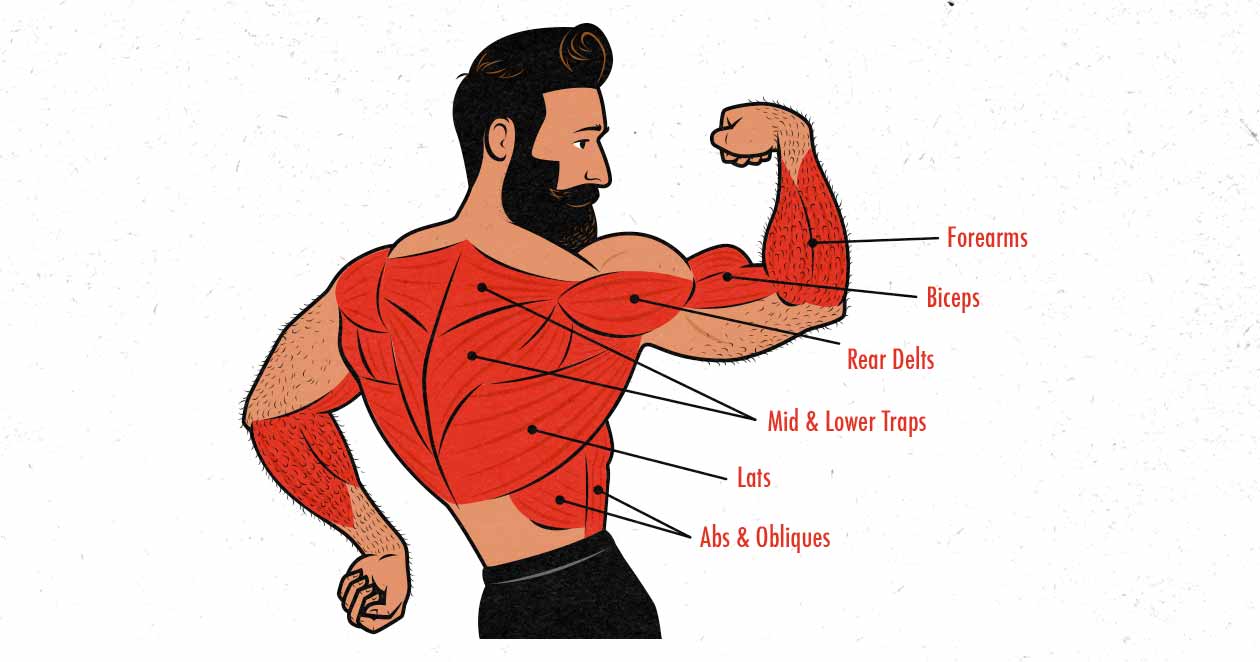 Illustration af de muskler, der arbejdes ved chin-up (og pull-up)