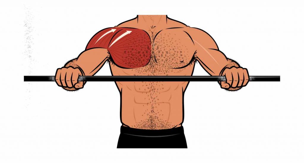 Illustration showing that the close-grip bench press works the upper chest and shoulder muscles.