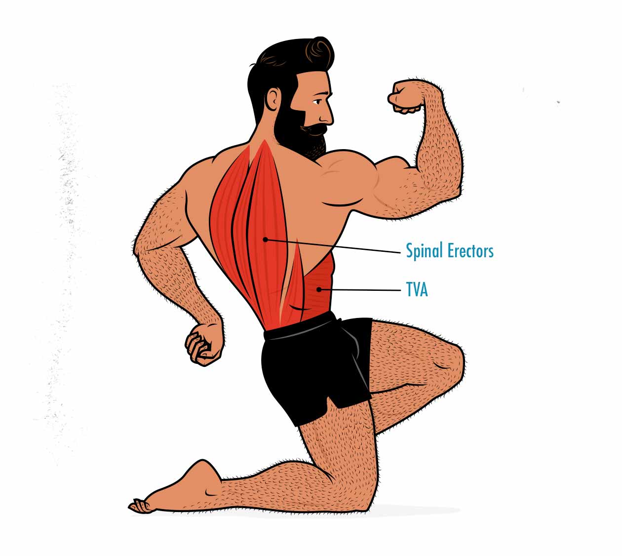 Diagram showing how the spinal erectors and posterior chain are worked by the deadlift.