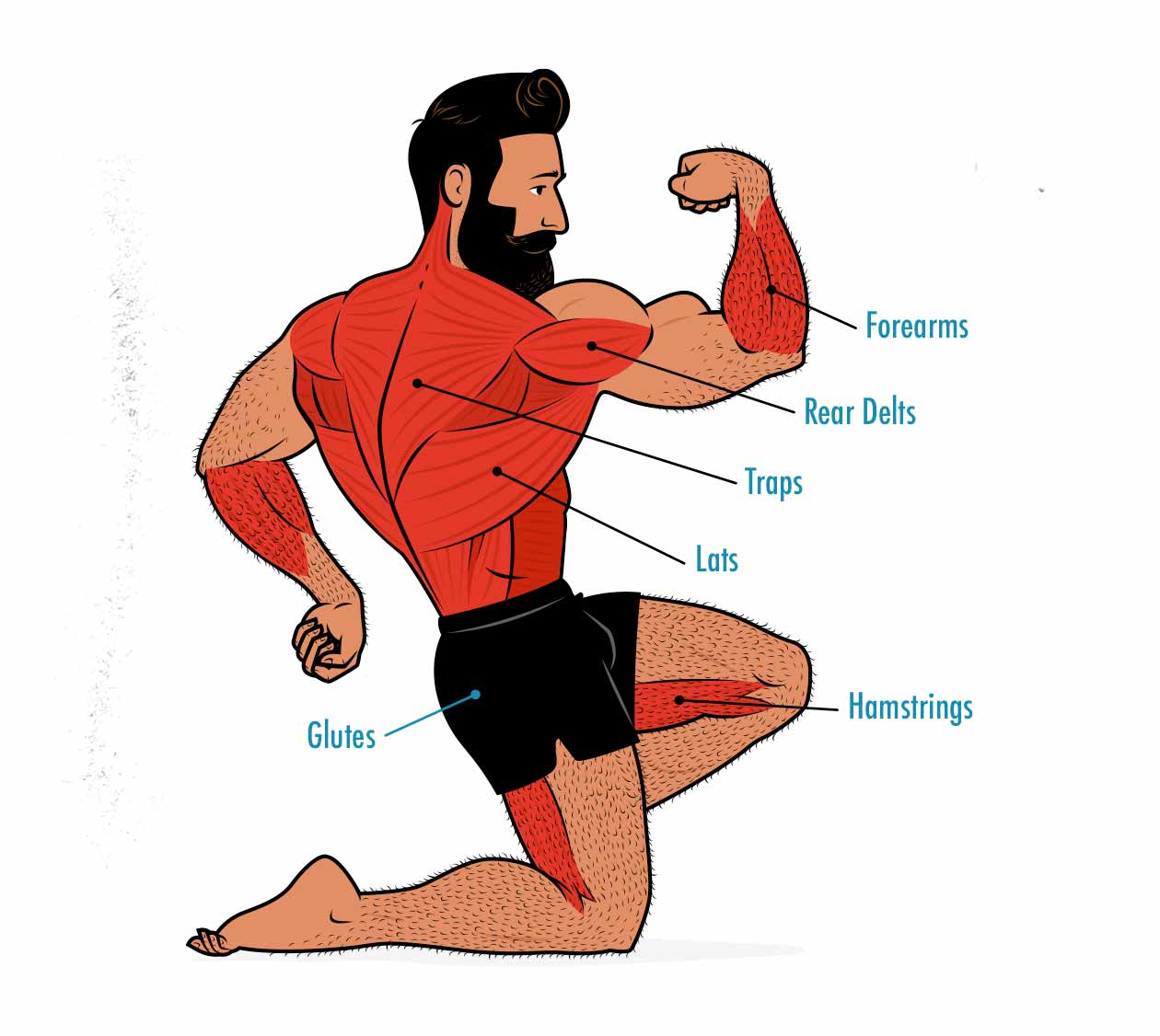 Diagram showing the muscles worked by the conventional deadlift.