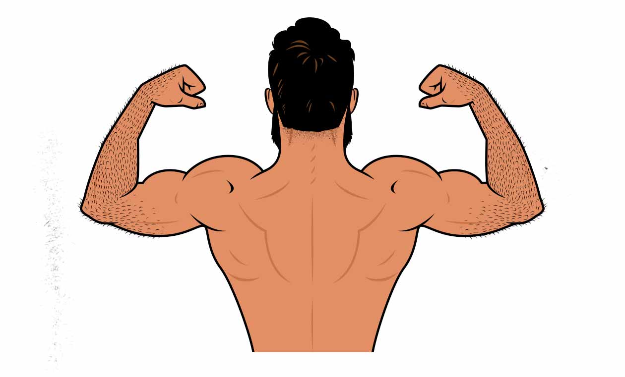 Illustration of a bodybuilding flexing his back and biceps.