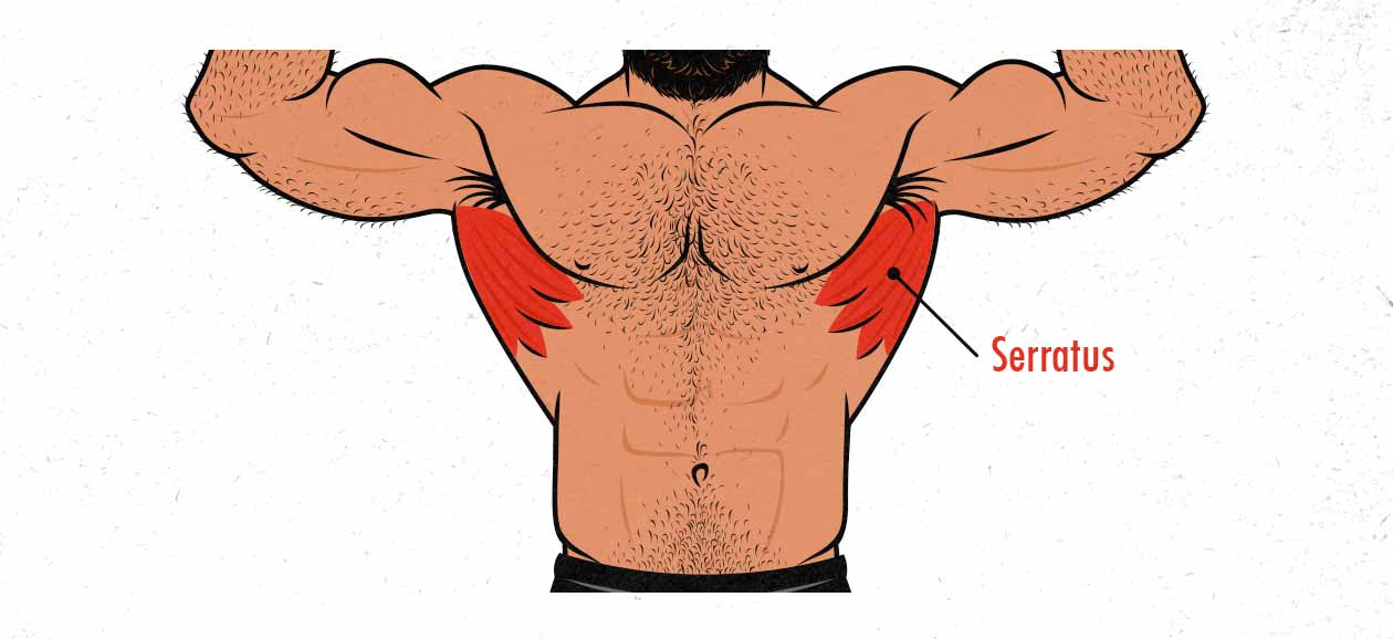 Illustration of the serratus anterior muscles.