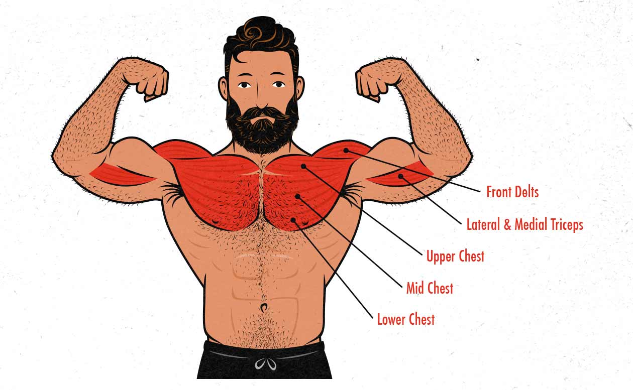 Diagram showing the muscles worked by the bench press.