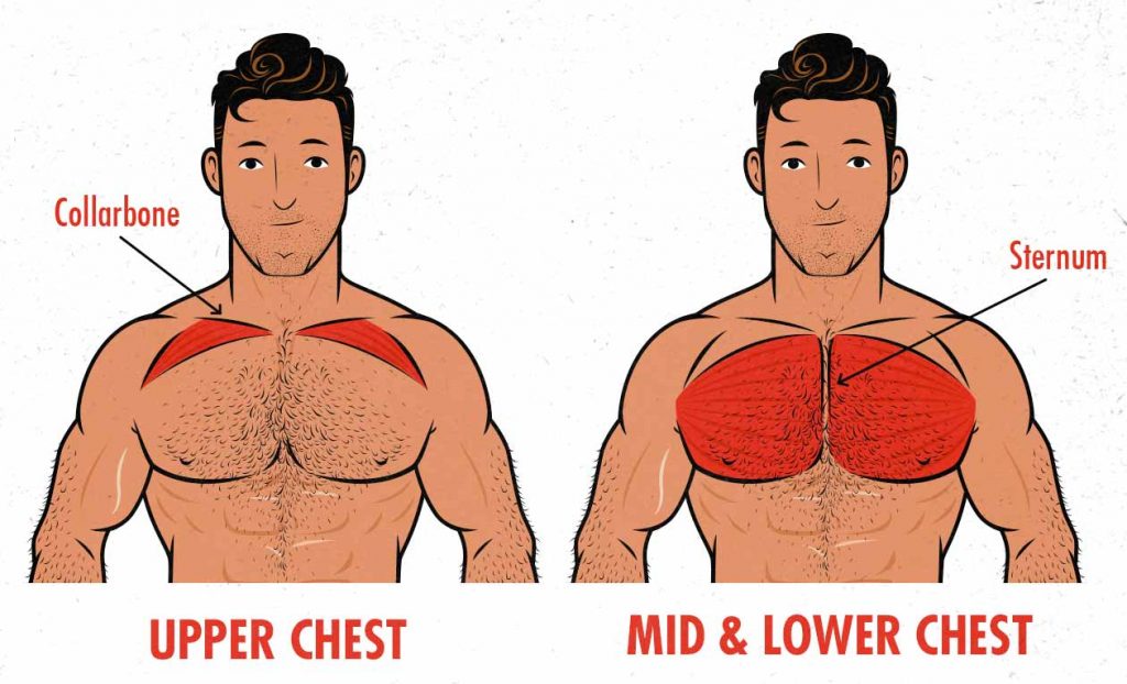 How does bench discount press work the chest