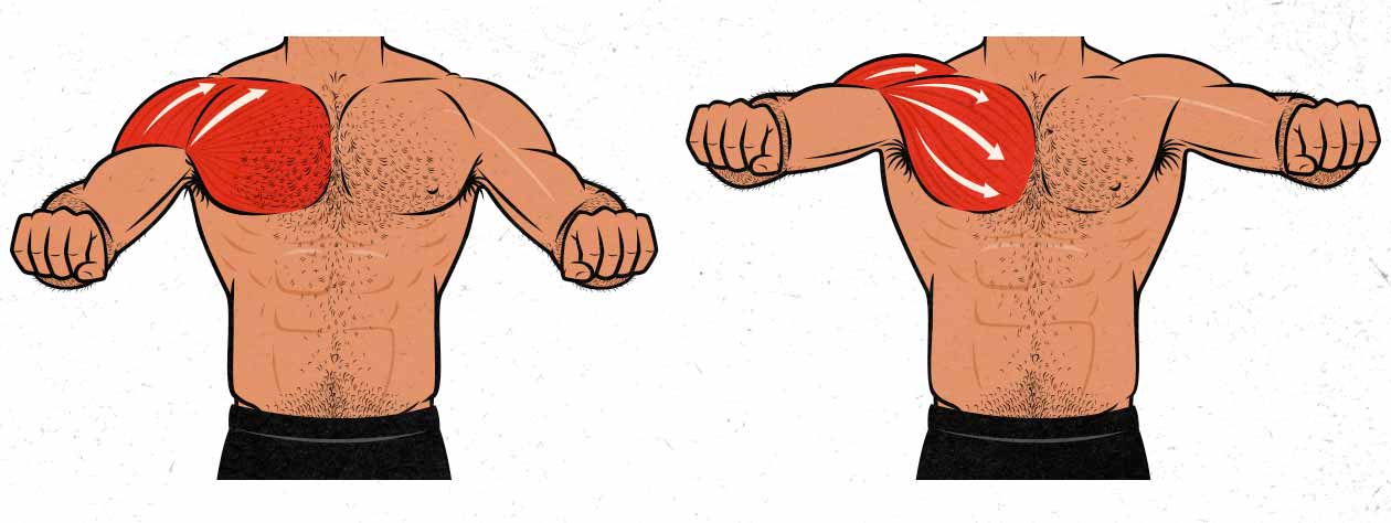 Illustration showing how wider and narrower bench press grip widths target the lower, mid, and upper chest.
