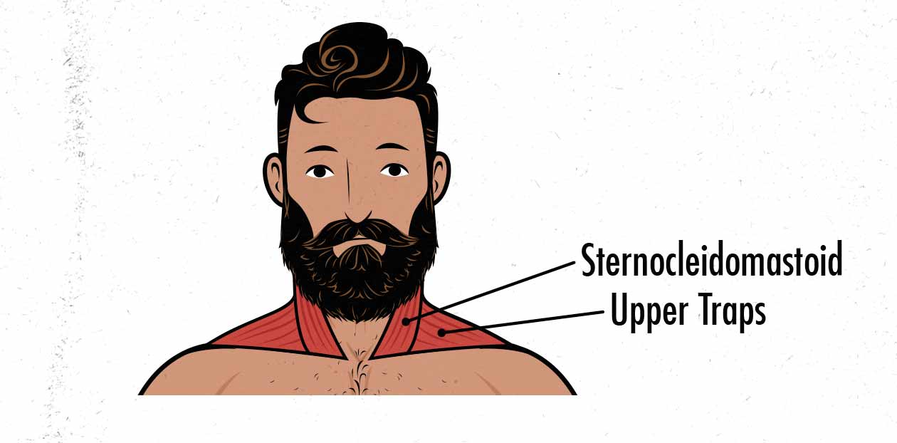 Illustration showing the difference between our upper traps and our neck muscles.