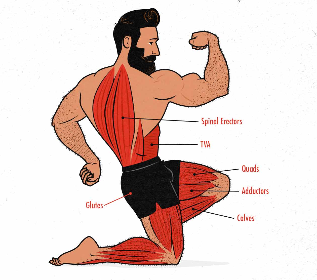 A diagram showing which muscles are worked by the front squat exercise.