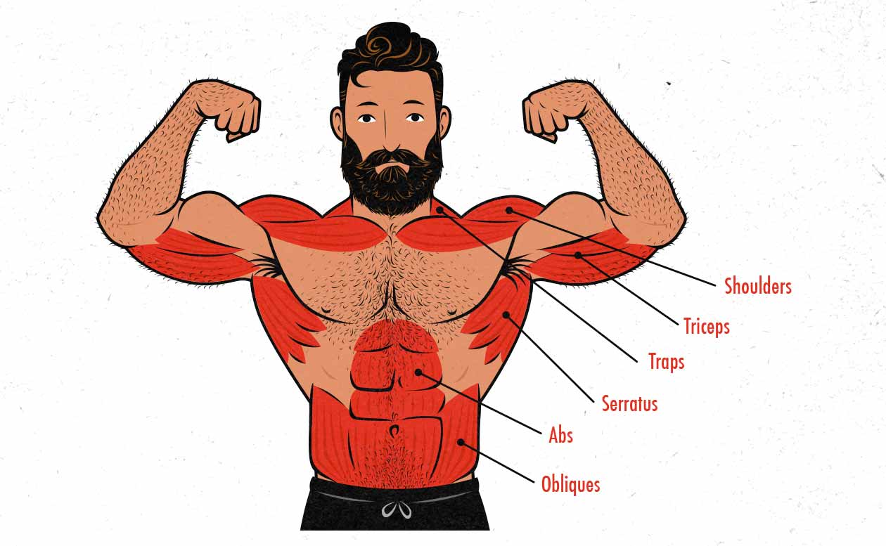 Diagram / illustration of the muscles worked in the standing barbell overhead press.