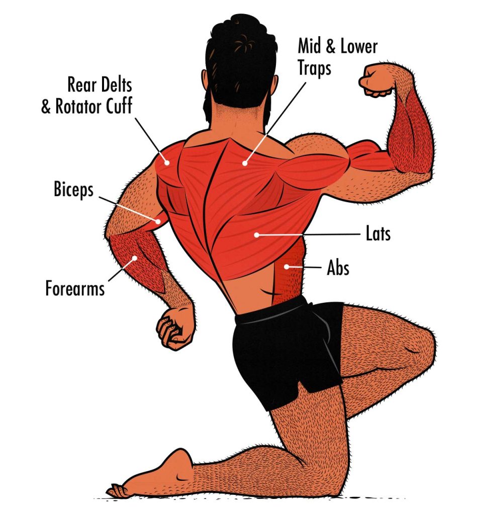 Diagram showing the muscles worked by chin-ups, including the biceps.
