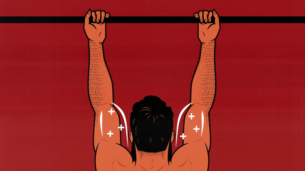 Diagram showing a bodybuilder's biceps activating during underhand chin-ups.