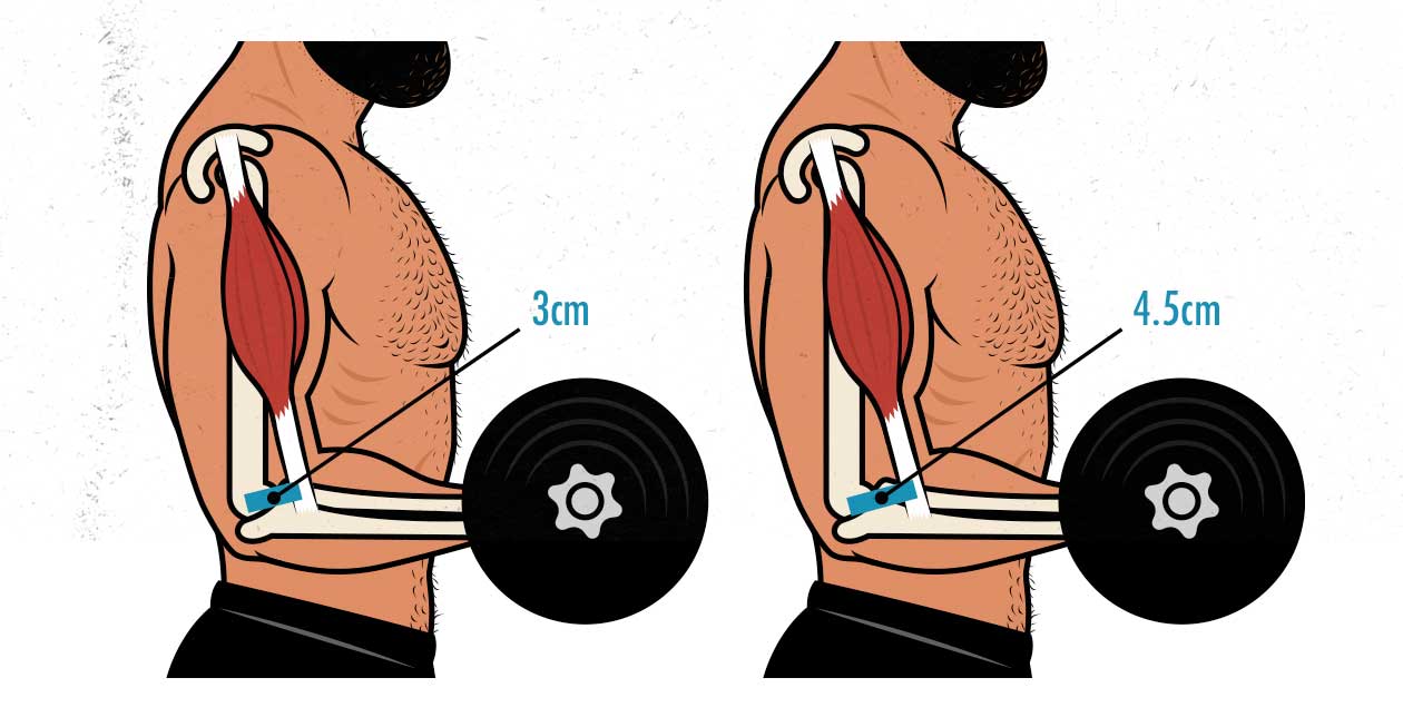 Diagram showing how tendon insertions affect strength.