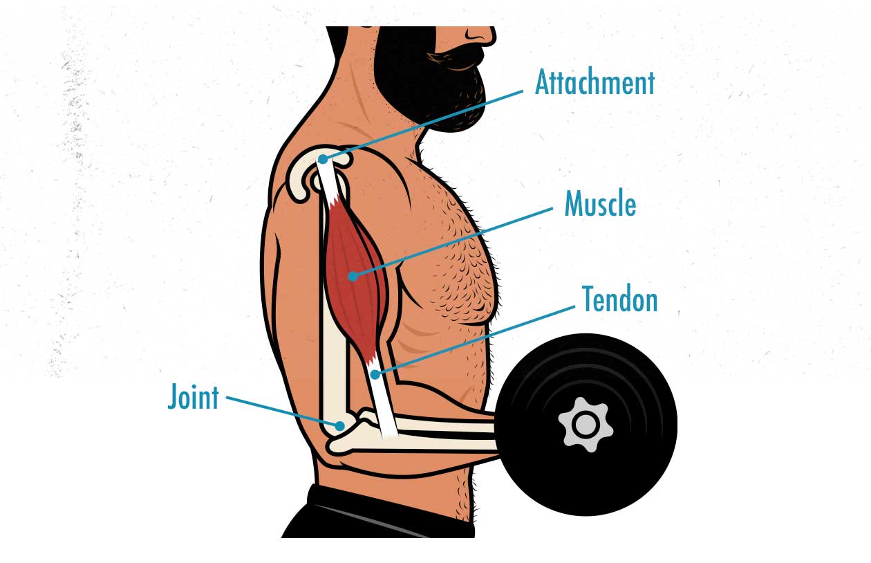 bicep curls diagram