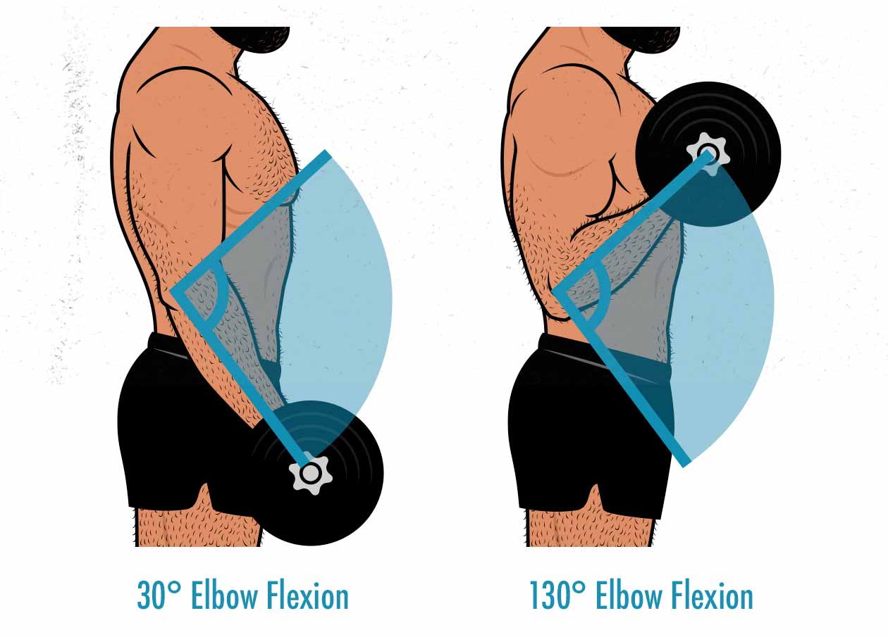 Diagram of the range of motion in a biceps curl.