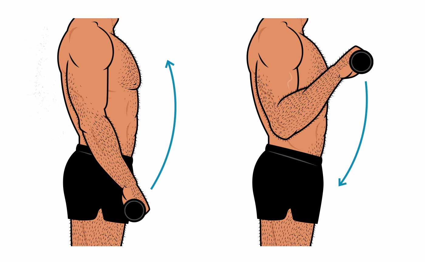 Illustration of a man doing a barbell reverse curl, the best forearm exercise for bulking up the brachioradialis.