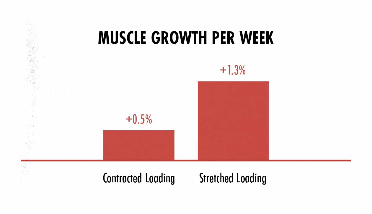 Gráfico que muestra cómo el entrenamiento a diferentes longitudes musculares estimula diferentes cantidades de crecimiento muscular.