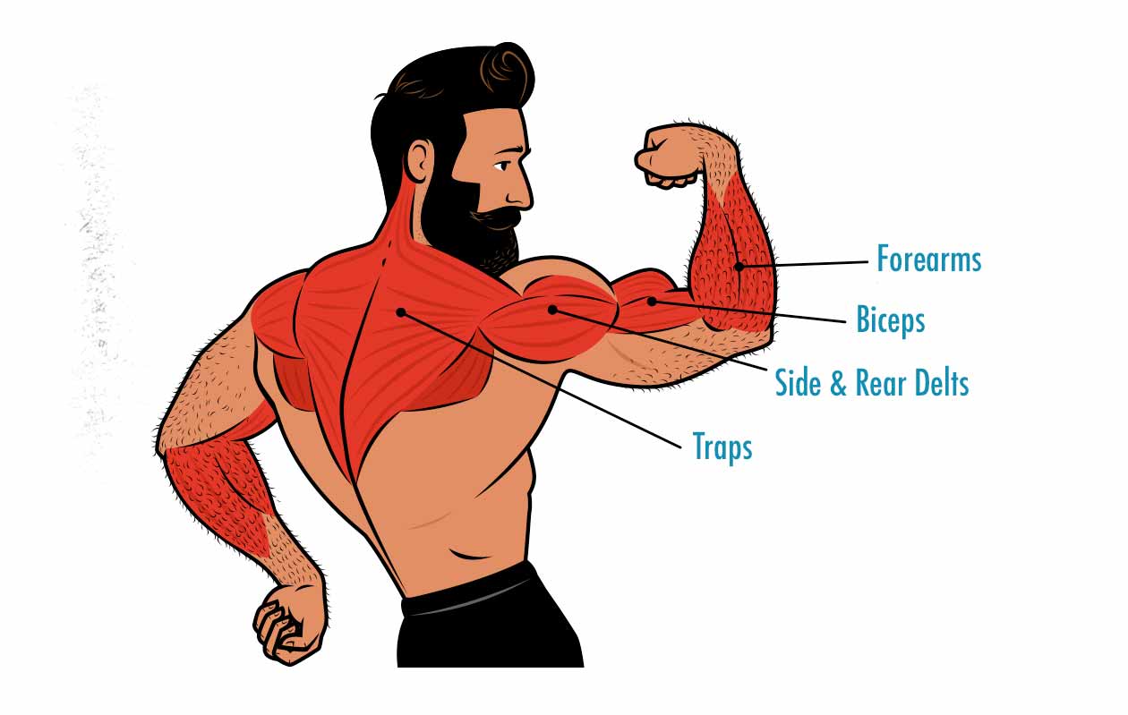 Illustration showing the muscles worked by the upright row.