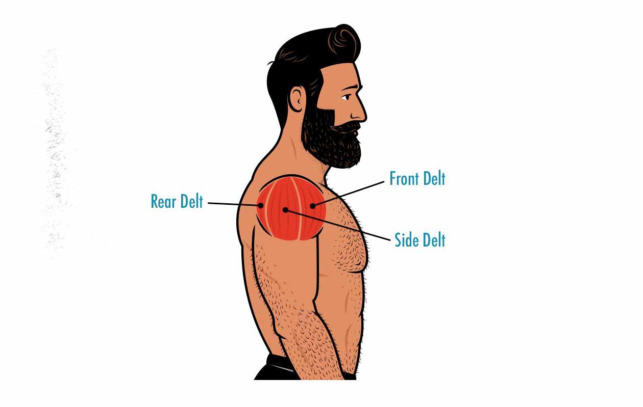 Illustration showing the shoulder muscles: the front, side, and rear deltoid muscles.