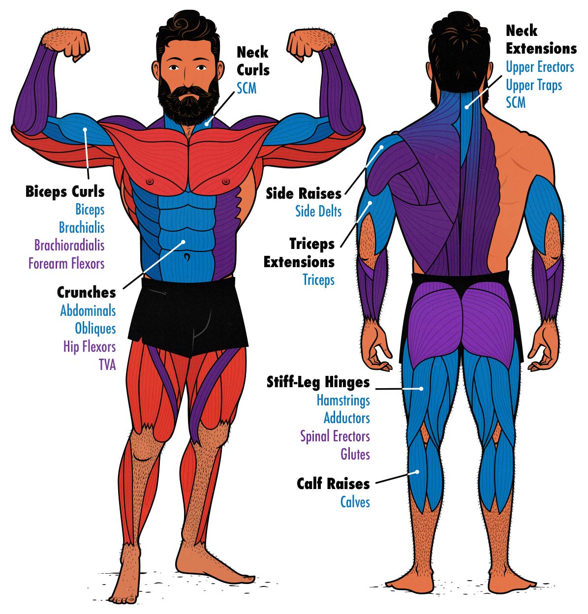 Diagram showing the best isolation exercises for hypertrophy and which muscles they train.