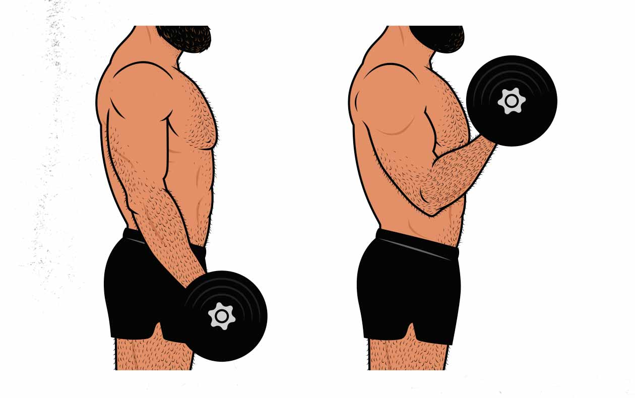 The biceps exercises