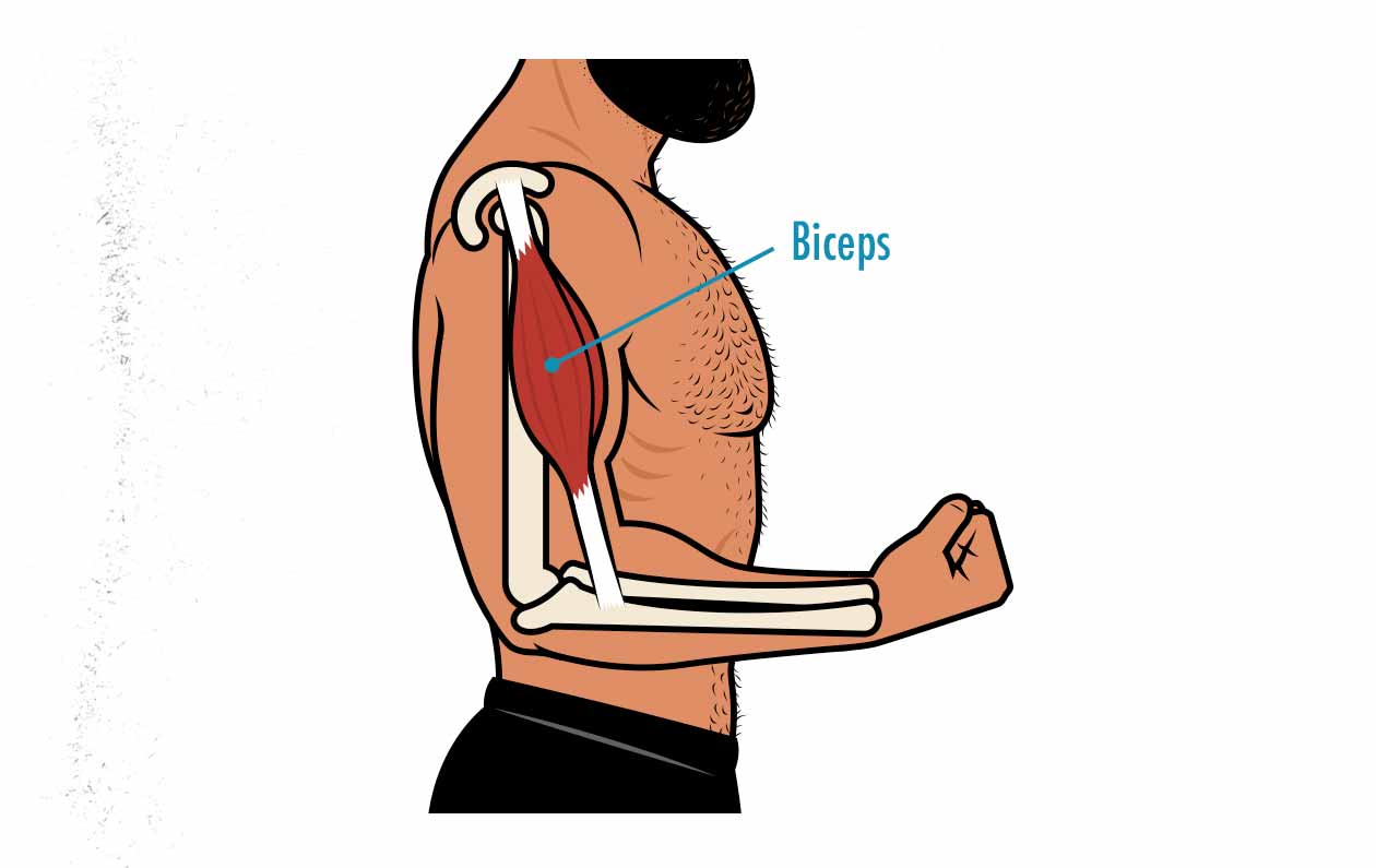 Diagram showing the anatomy of the biceps muscle.