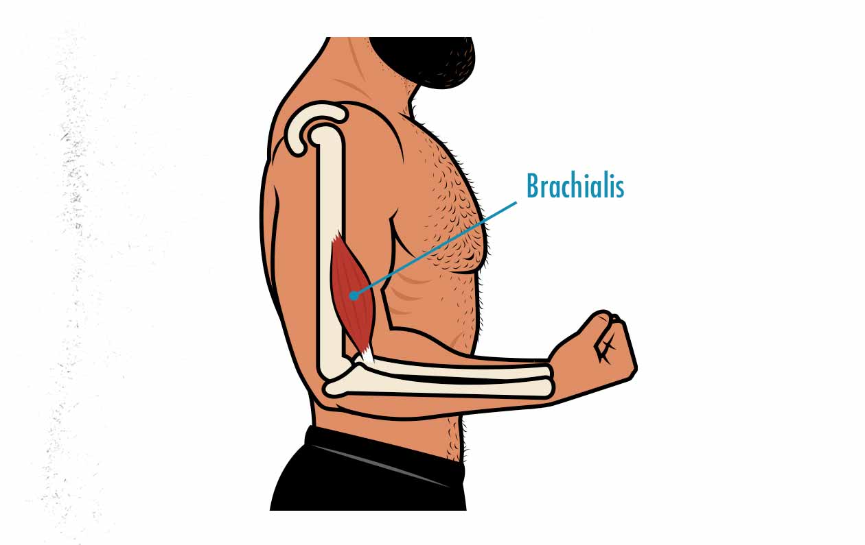 Diagram showing the anatomy of the brachialis muscle.