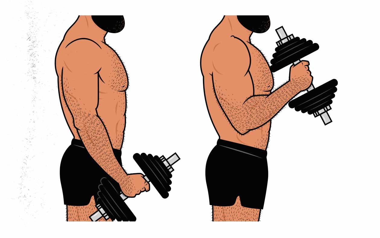 Illustration showing a bodybuilder doing a hammer curl for his brachialis muscles.