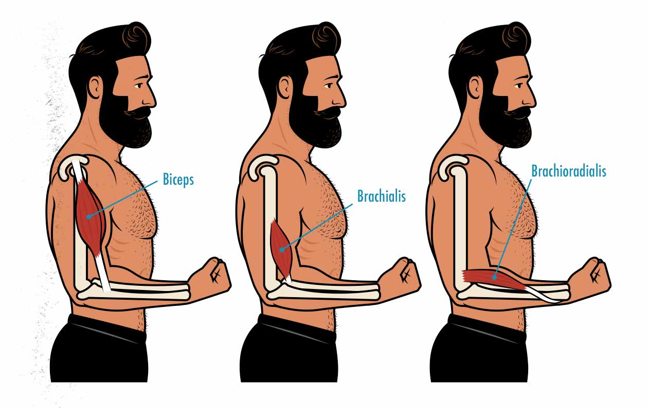 ilustrație care arată anatomia bicepsului, brahialisului și brahioradialisului nostru.