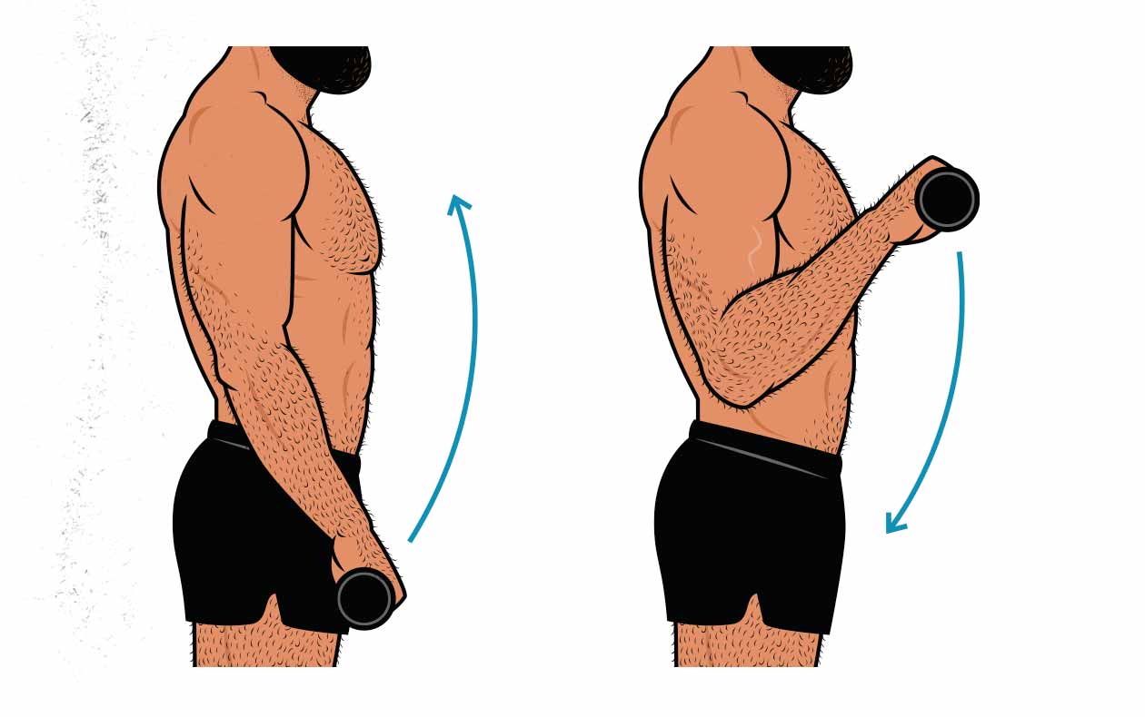 Illustration showing a bodybuilder doing a reverse curl for his brachioradialis muscles.