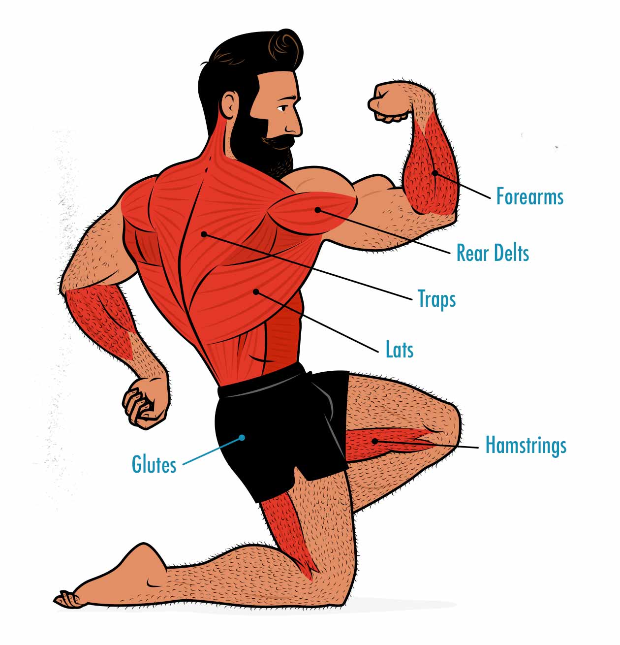 Illustration showing the muscles worked by the barbell row.