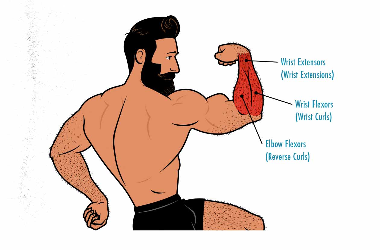 Diagram showing the anatomy of the forearm muscles.