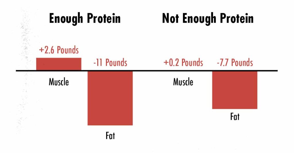 Graph showing that eating enough protein can help with muscle gain and fat loss (body recomposition)