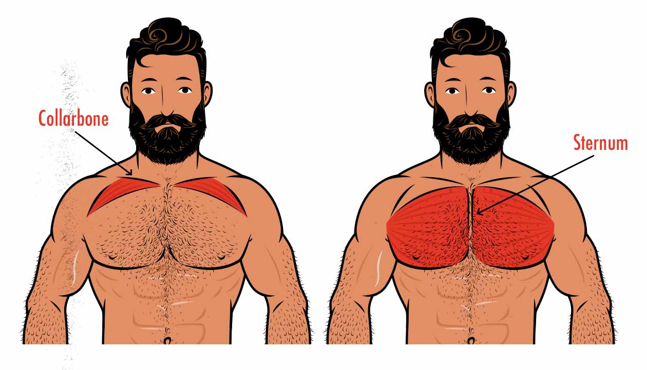 Diagram showing how the upper chest attaches to our collarbones (clavicles) whereas our mid and lower chest attaches to our sternums.