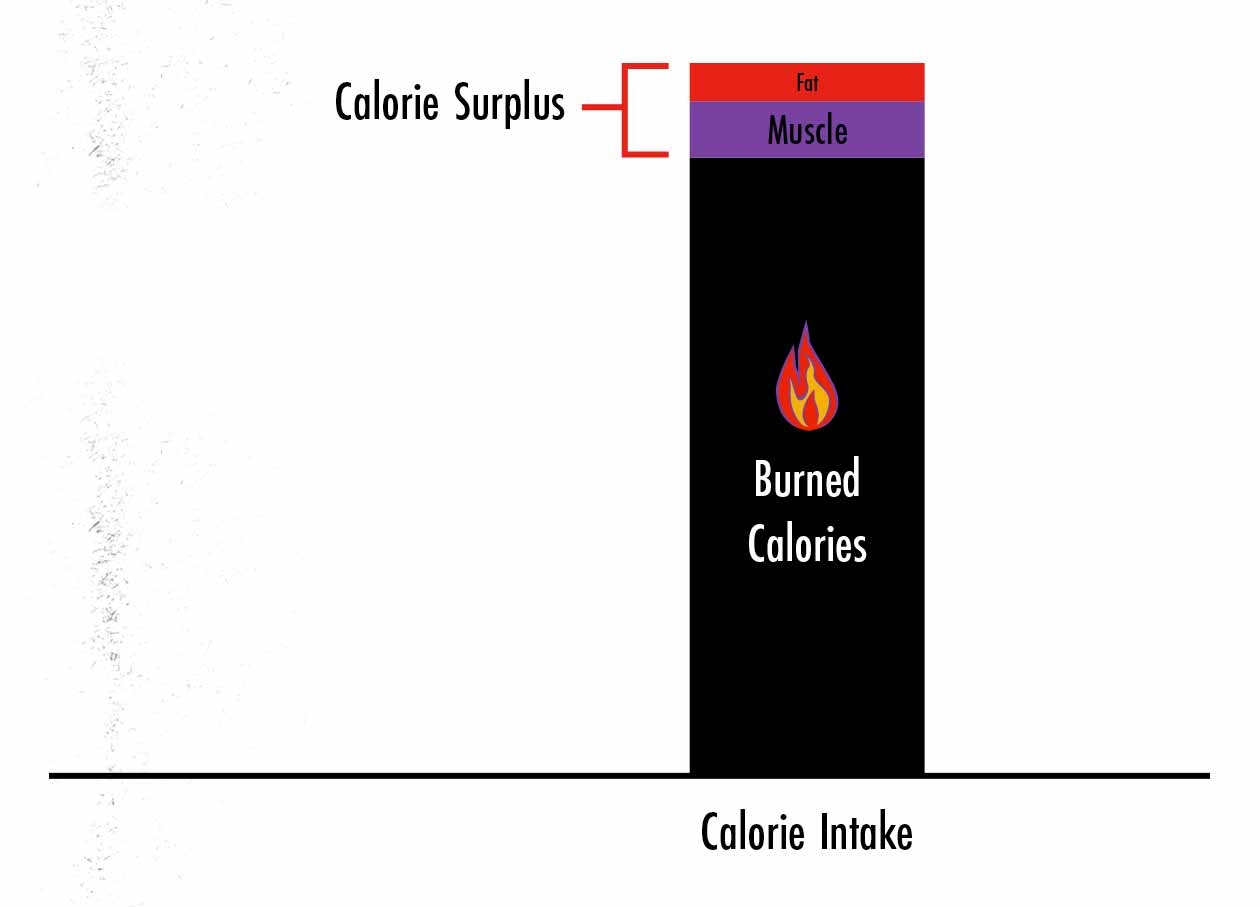 Graph showing that if we reduce our calorie surplus, we gain a little bit less muscle and much less fat.