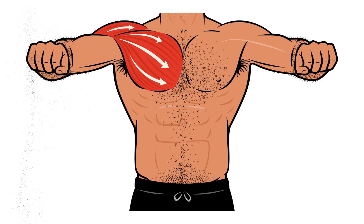 Illustration showing that the barbell bench press does a great job of working our chest muscles.