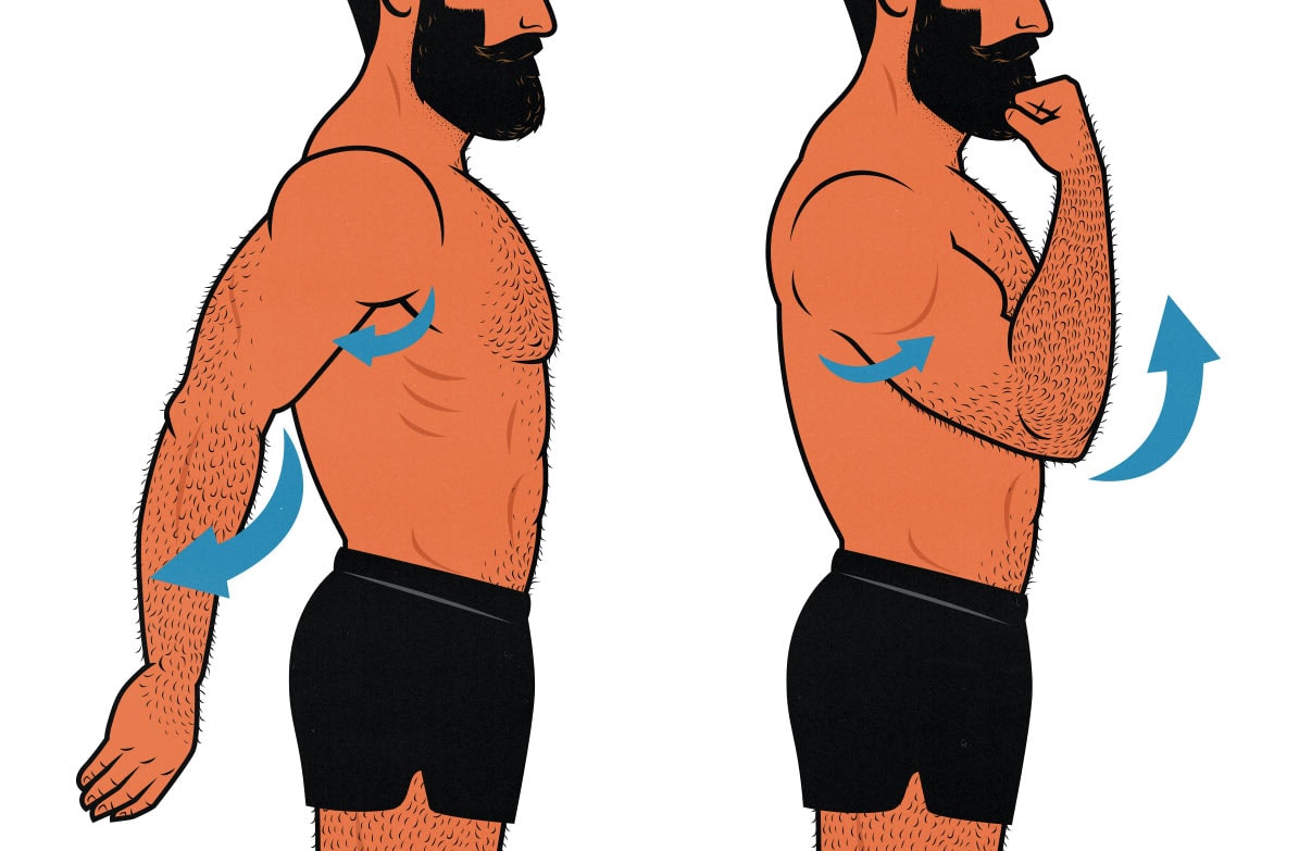 Diagram showing that the long head of the biceps needs biceps curls.