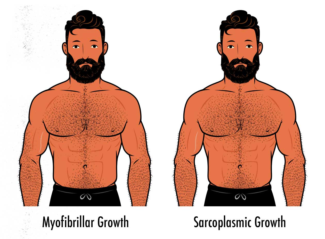 Illustration showing that sarcoplasmic and myofibrillar hypertrophy look exactly the same.