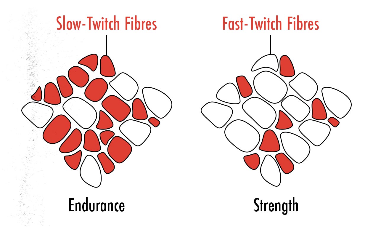 Diagram showing the difference between fast twitch and slow twitch muscle fibres.