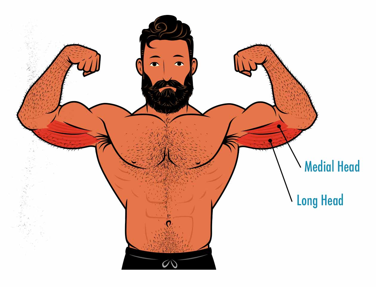 Illustration showing the long head of the triceps and how to train it.