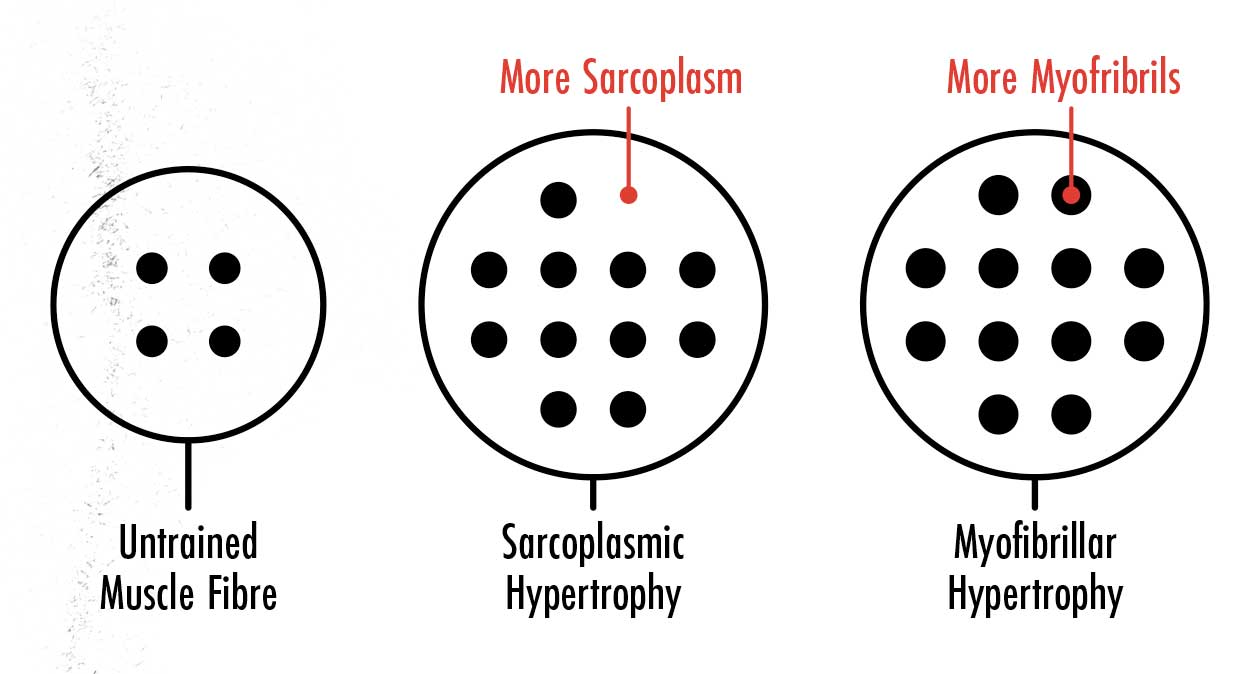 Diagram showing the difference between sarcoplasmic and myofibrillar muscle hypertrophy.