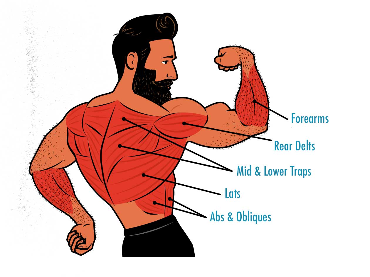 Diagram showing that chin-ups work more muscles than the pull-up.