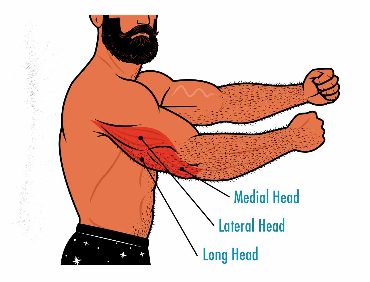 Illustration showing that skull crushers work all three heads of our triceps muscles.