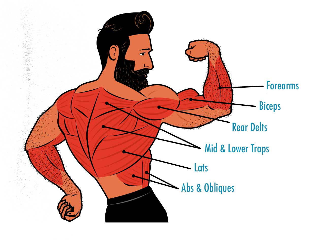 Diagram showing the muscles worked by the chin-up.