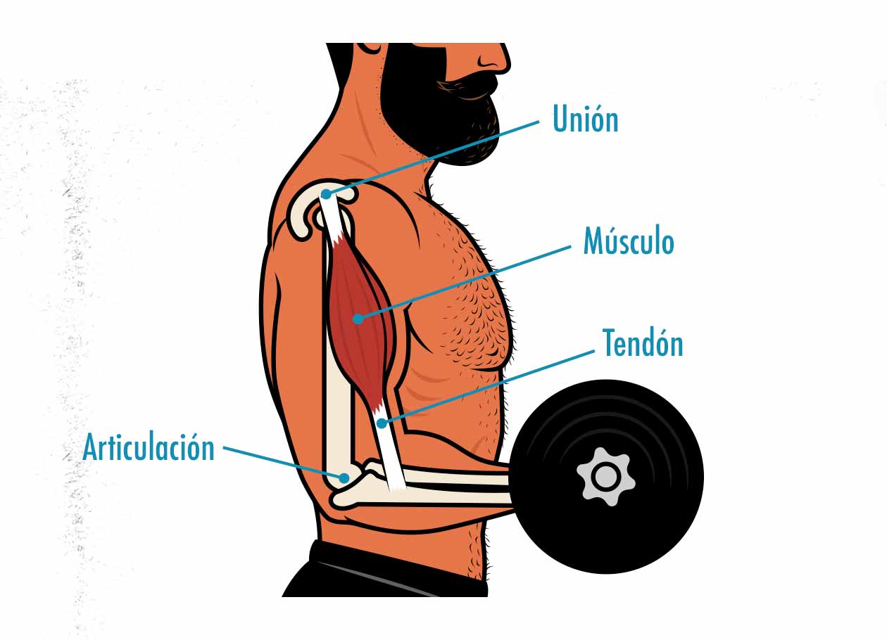 Ilustración de la anatomía de los brazos.