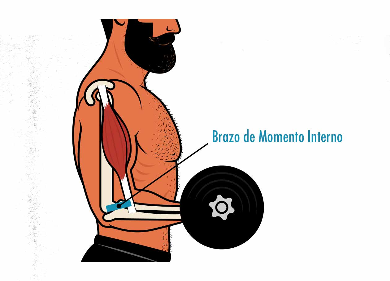 Ilustración del brazo de momento interno del bíceps.