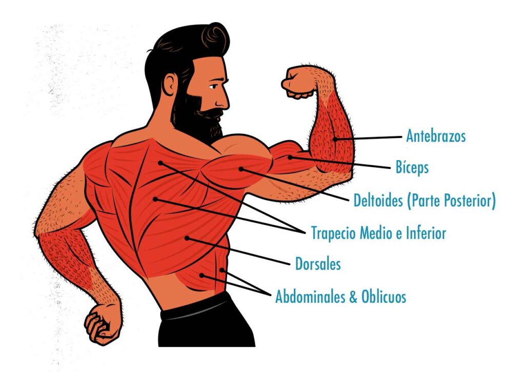 Ilustración de los músculos trabajados por los chin-ups.