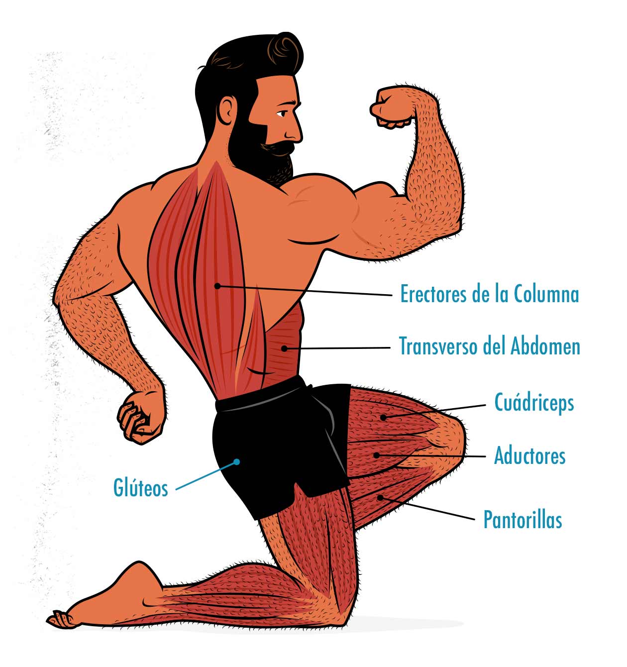 Ilustración de los músculos trabajados por una sentadilla frontal.