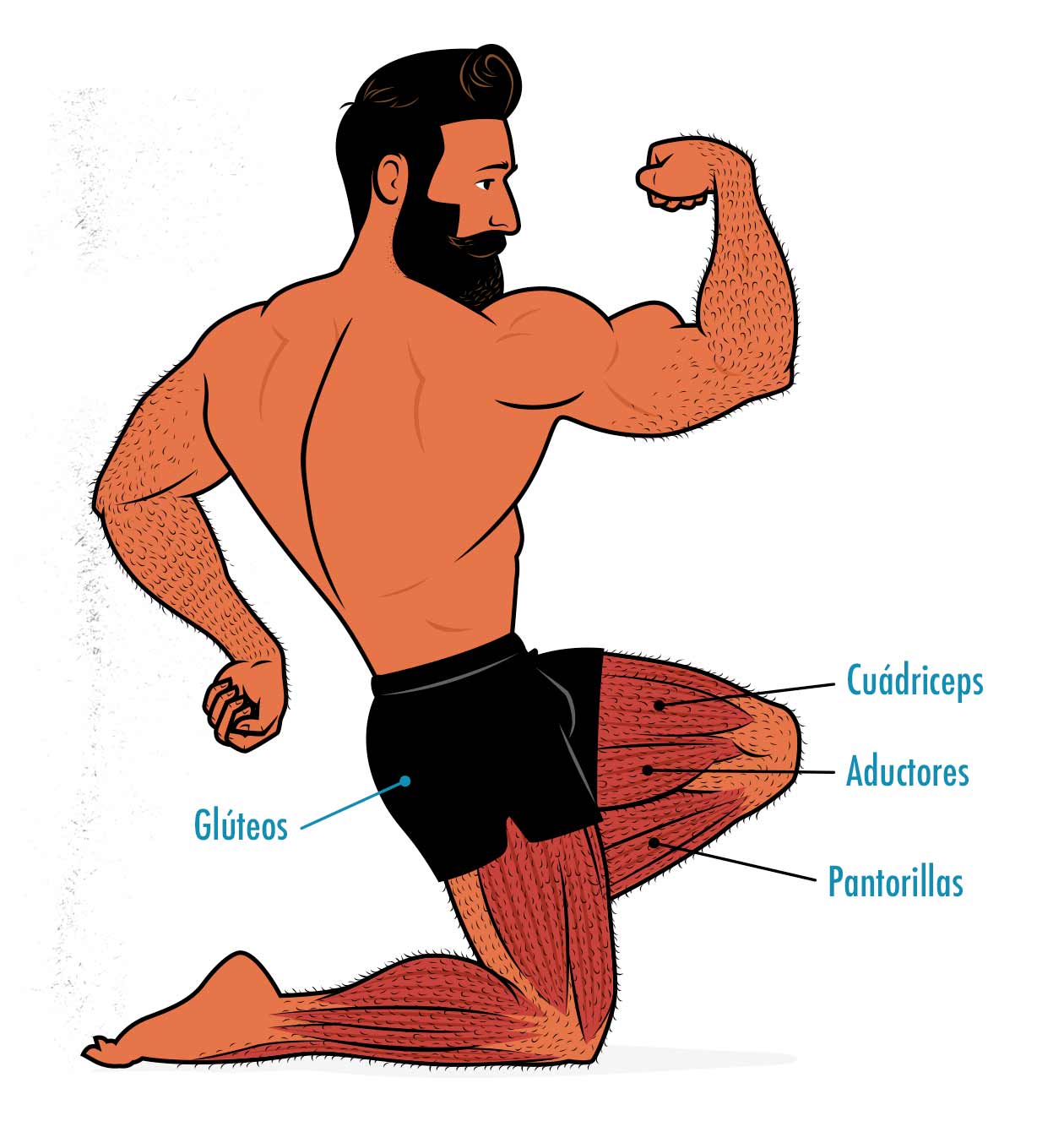 Ilustración de los músculos trabajados por una sentadilla trasera.